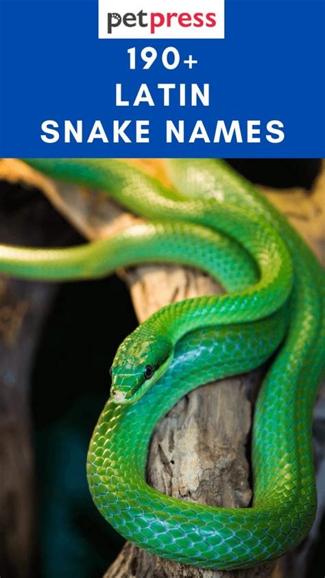 what is snake in latin|snake definition latin.